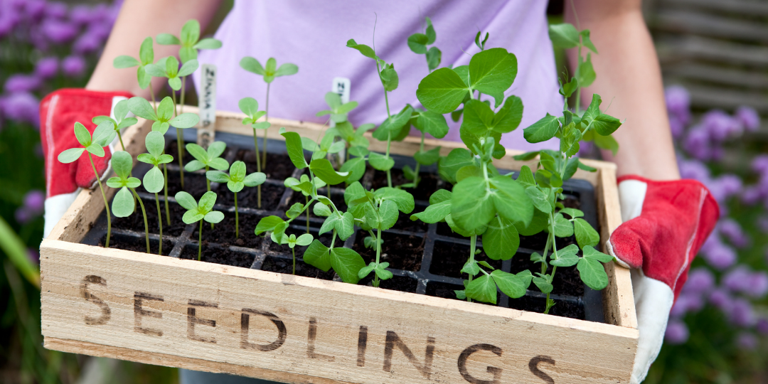 Instant Garden Seedling Tray