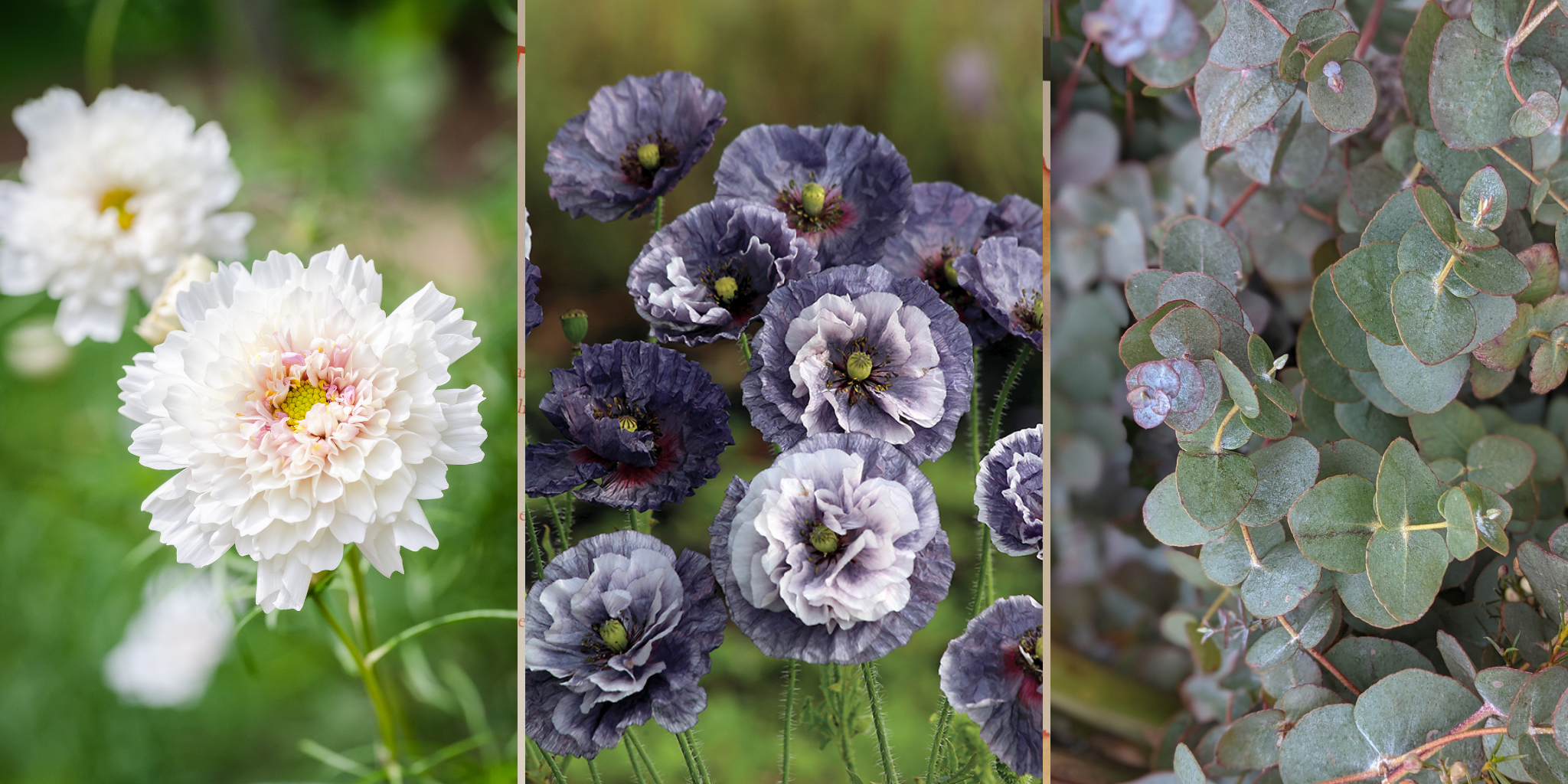 Trio of Flowers Double click cosmos, amazing gray poppy, eucalyptus 