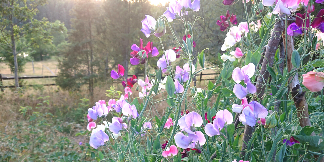 Sweet pea patch