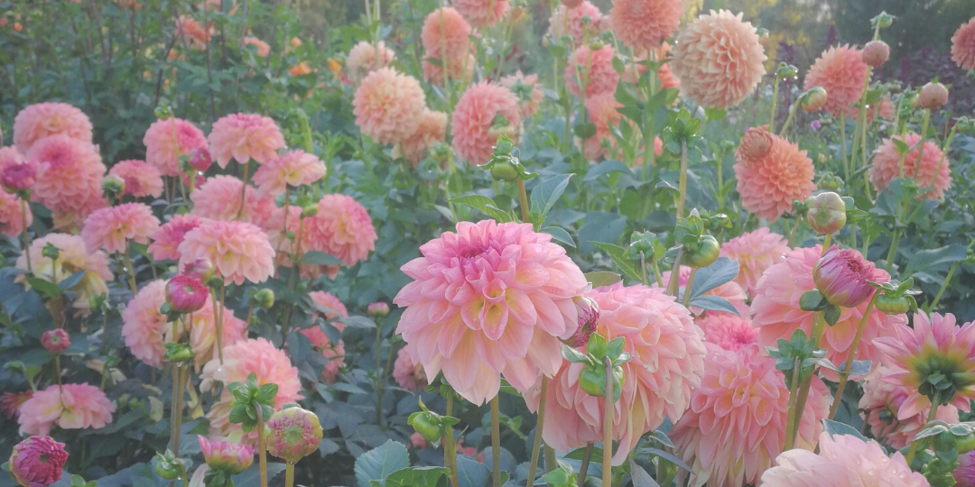 Champ de dahlias