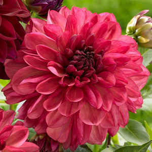 Dahlia Tubers Stems Flower Farm