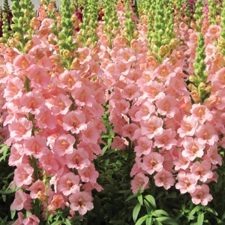 snapdragon chantilly light pink