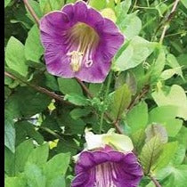 Cup and Saucer Vine seeds - Cobaea scandens