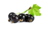 blackcurrant