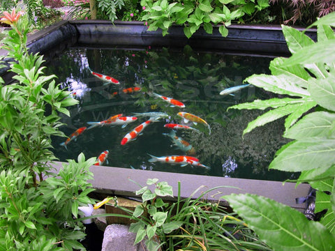 Koi ponds are not water garden ponds.