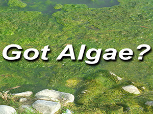 Go to algae control and prevention collection