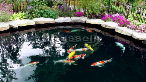 The Bubble-less Koi Pond is a Russell Watergardens & Koi design invention.