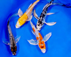 Koi varieties - Butterfly koi