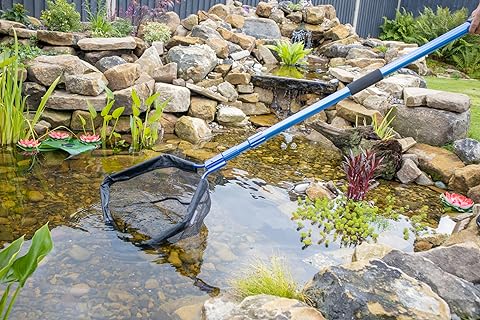 Use a net to catch the fish from your pond