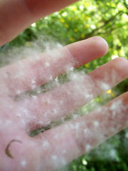 The only way to remove Cottonwood tree seeds, Dandelion seeds, bird poop, and dead worms from conventional pondless waterfalls is by hand!  Gross!