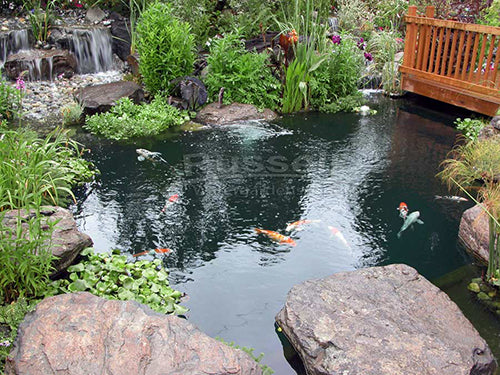 Dolphin Series Hybrid Pond Kit made this Hybrid Pond