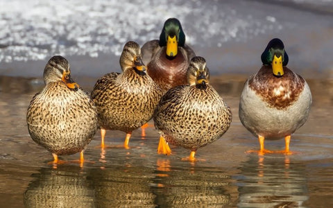 Wild birds can bring parasite into your pond