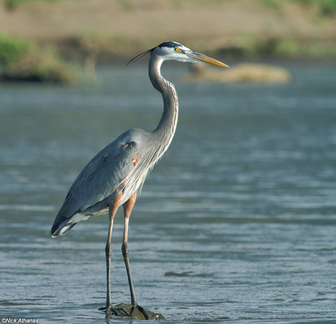 Herons can bring parasites into your pond