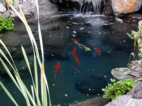 Hybrid Pond by Russell Watergardens