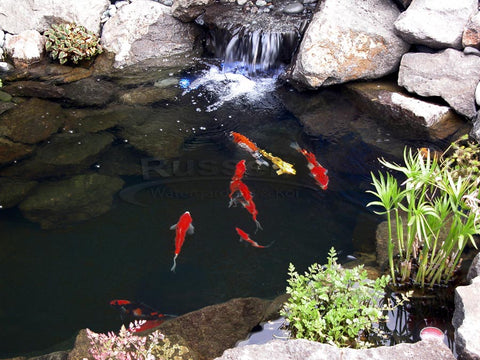 About us.  Russell Watergardens & Koi is your source water algaecides and pond cleaners.