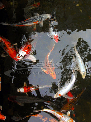 Many Beautiful Koi Varieties For Your Pond