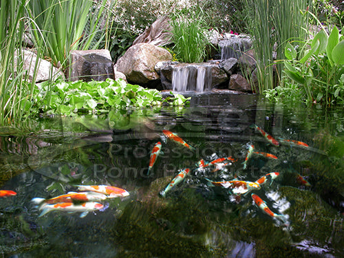 Marlin Series Hybrid Pond