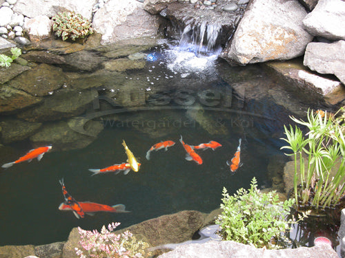 A hybrid pond has a bare liner bottom with a bottom drain like a koi pond