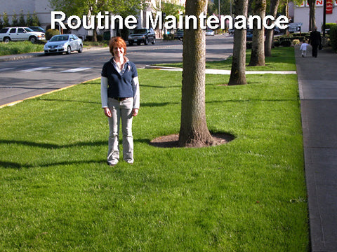 Example of routine lawn maintenance - woman standing on a freshly mowed lawn