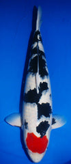 Koi varieties - Tancho Showa