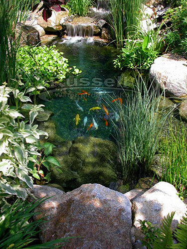 Pond kits for water garden ponds
