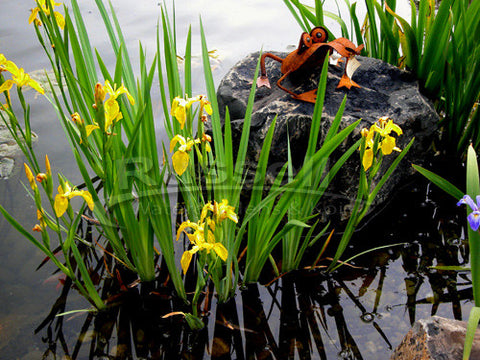 Water plants consume the same nutrients from the pond that would otherwise be feeding algae.