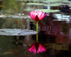 Tropical water lilies are types of water plants that add dramatic beauty to your pond.