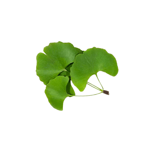 ginkgo.png__PID:bdb927f7-3a0f-428b-a9cb-21abea206438