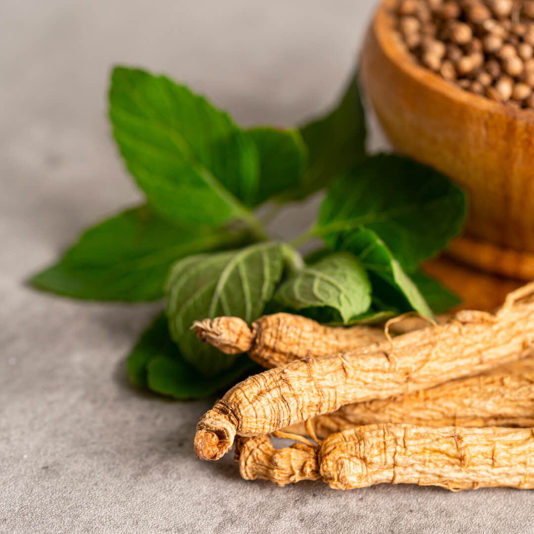 Panax Ginseng Wurzel und Blätter.