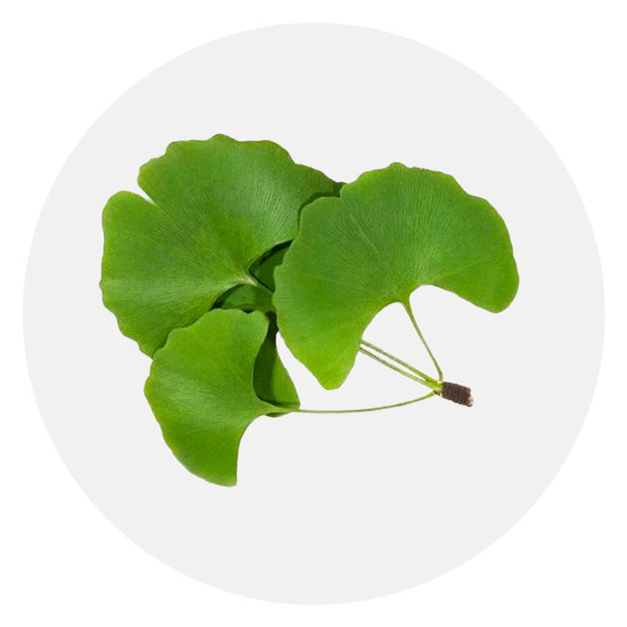 Ein Ginkgo Biloba Blatt.