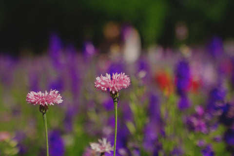 Spring Equinox Ritual: Herbal and Flower Walk 