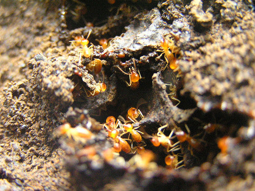 Termite Treatment & Prevention