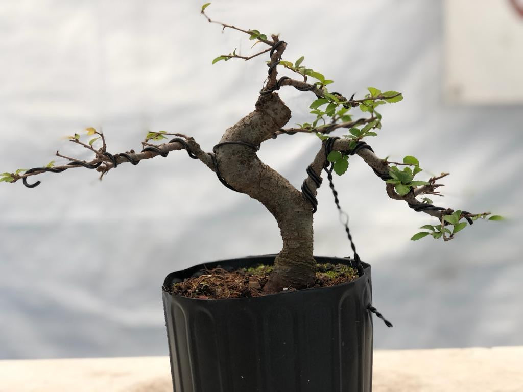 Chinese Elm - Shohin (Auction 3) CLOSED – Bonsai Supply