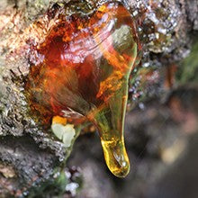 Turpentine Essential Oil Pinus Palustris For Painting Turpentine