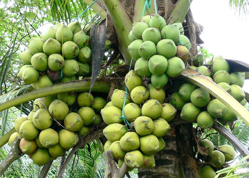 Aromatic Dwarf Coconut – Lunti - We Grow Opportunities