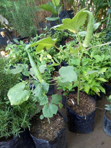 will okra seedlings outgrow grass