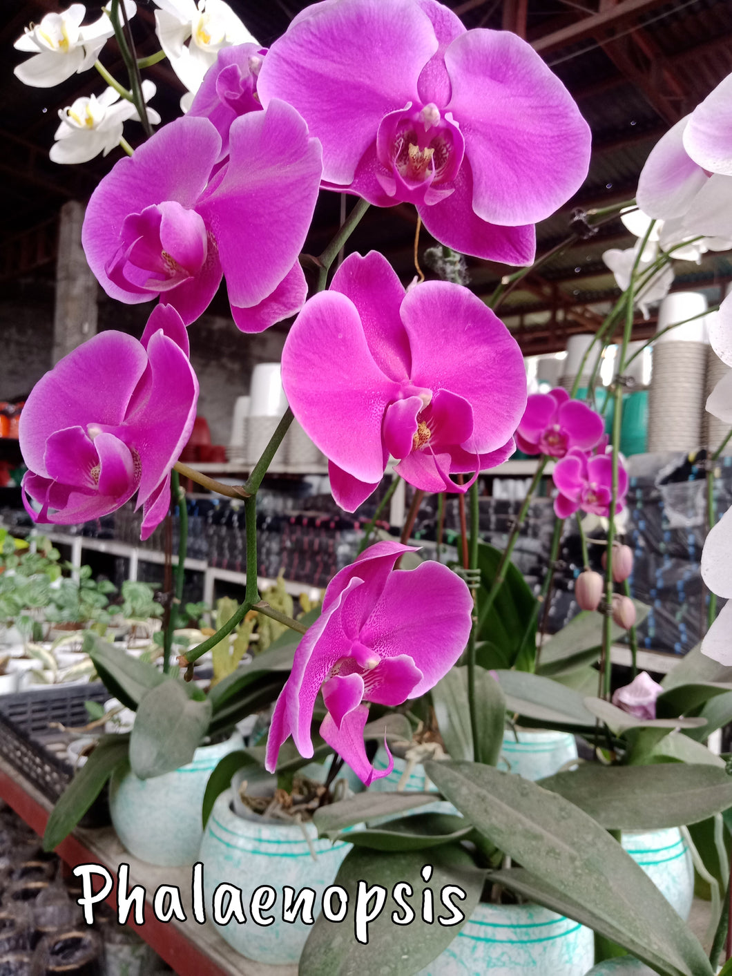 Phalaenopsis – Lunti - We Grow Opportunities