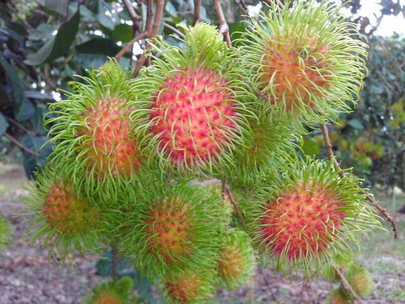 Rambutan Seedling – Lunti - We Grow Opportunities