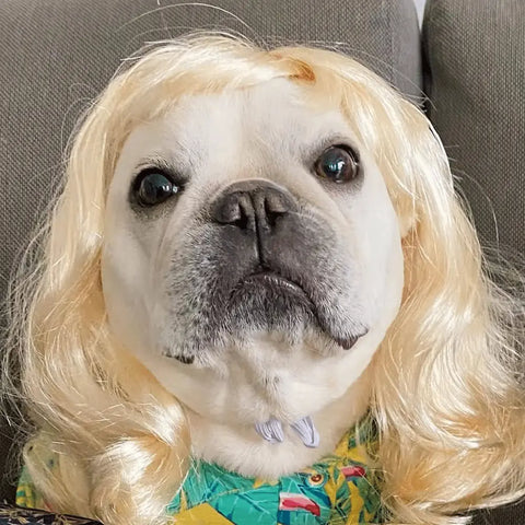 Dog with Blonde Wig