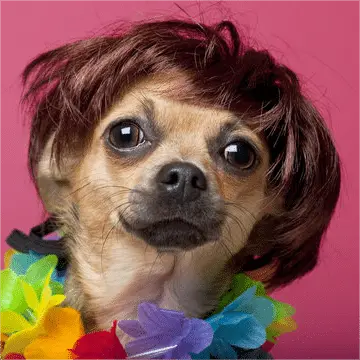 Dog with Brown Wig
