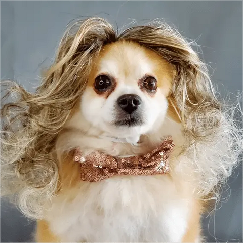 Dog with Curly Wig