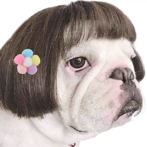 dog with bob wig with bangs