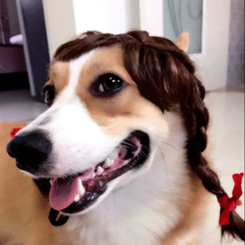 dog with braids