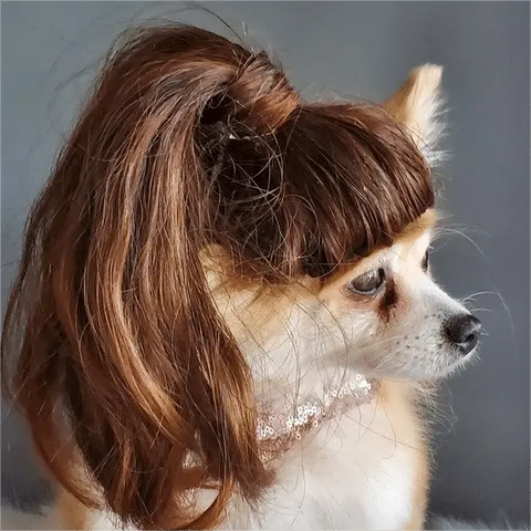 dog with long high ponytail wig