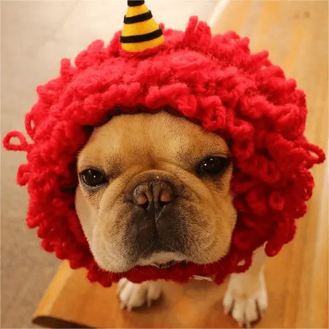dog with red wig