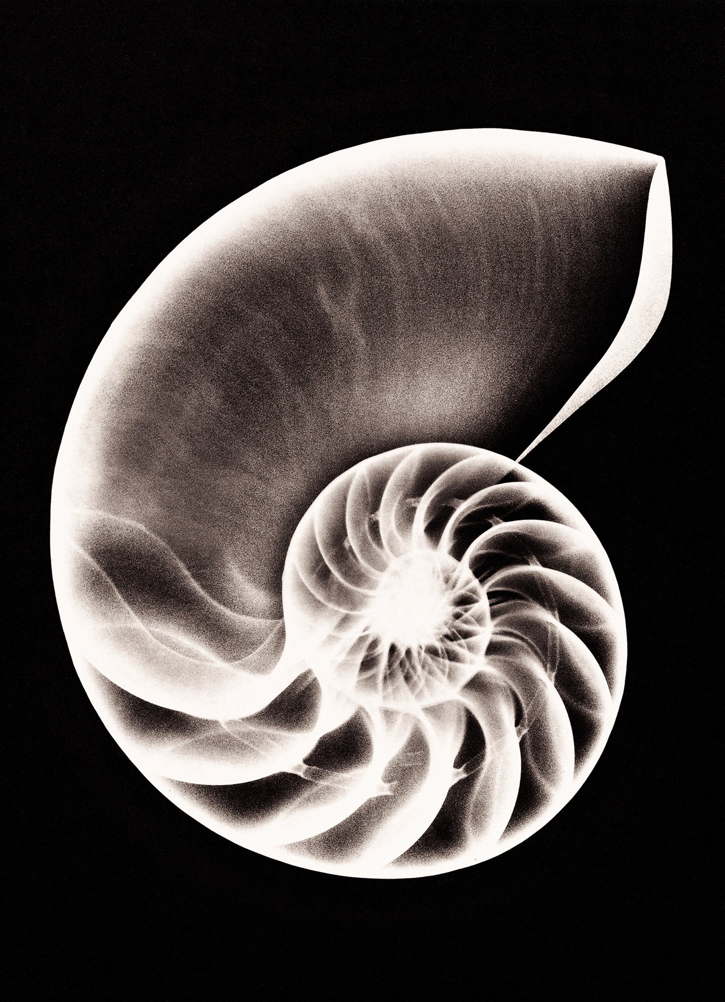 X Ray Of Nautilus Shell 01 Photography Buy Now