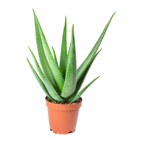 Aloe Vera Plant | scooms