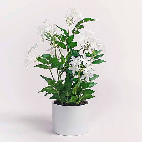 Jasmine Plant | scooms