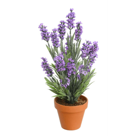Lavender Plant | scooms