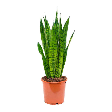 Snake Plant | scooms